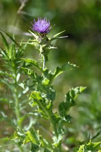 Silybum marianum