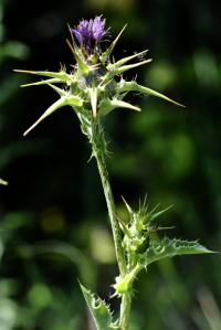 Silybum marianum