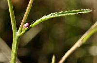 Serratula tinctoria subsp. seoanei