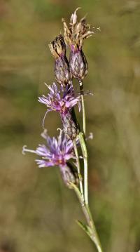 Serratula tinctoria subsp. seoanei