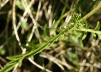 Serratula tinctoria subsp. seoanei