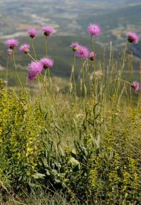 Serratula nudicaulis