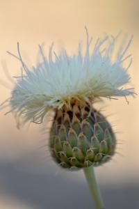 Serratula leucantha