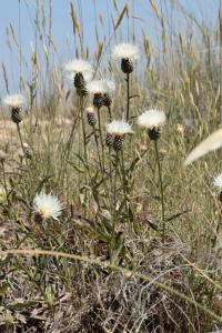 Serratula leucantha Serratula leucantha