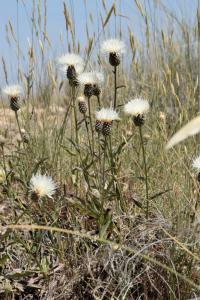 Serratula leucantha