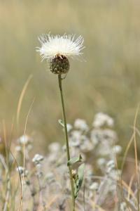 Serratula leucantha