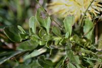 Centaurea lagascana