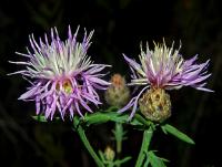 Centaurea alba