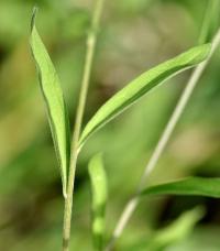 Centaurea jacea