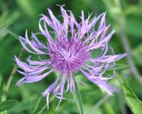 Centaurea jacea