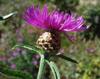 Centaurea jacea