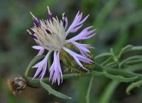 Centaurea aspera subsp aspera