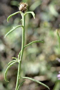 Centaurea aspera subsp aspera