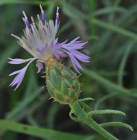 Centaurea aspera subsp aspera