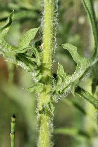 Centaurea calcitrapa