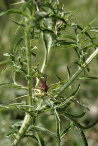 Centaurea calcitrapa