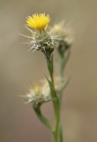 Centaurea melitensis