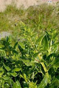 Beta vulgaris