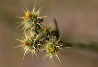 Centaurea melitensis