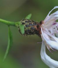 Centaurea debauxii 