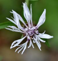 Centaurea debauxii 