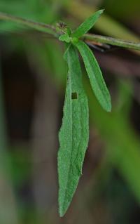 Centaurea debauxii 