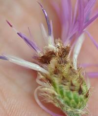 Centaurea debauxii 