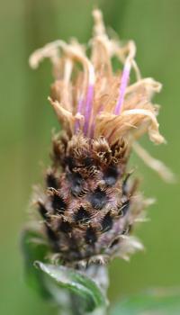 Centaurea nigra