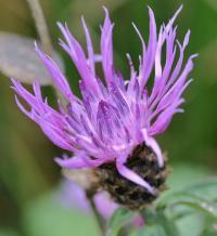 Centaurea nigra