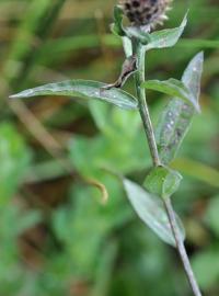 Centaurea nigra