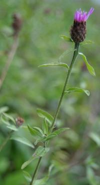 Centaurea nigra