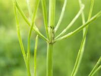 Equisetum arvense