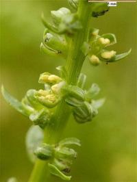 Beta vulgaris