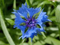 Centaurea cyanus