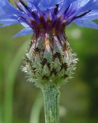 Centaurea cyanus