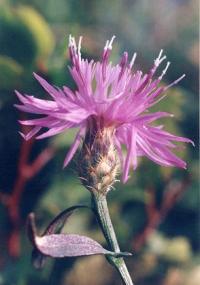 Centaurea panniculata