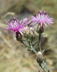 Centaurea panniculata