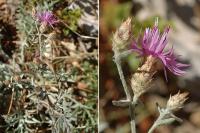 Centaurea panniculata