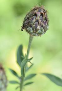 Centaurea scabiosa