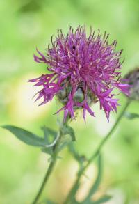 Centaurea scabiosa