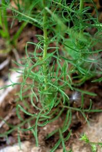 Crupina vulgaris