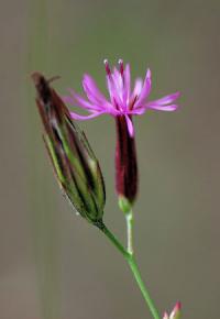 Crupina vulgaris