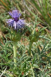 Carduncellus monspelliensium