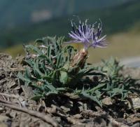 Carduncellus monspelliensium