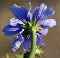 Cichorium intybus