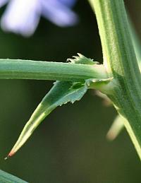 Cichorium intybus