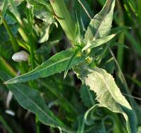 Cichorium intybus