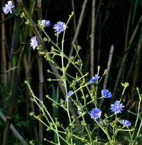 Cichorium intybus