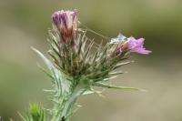 Carduus bourgeanus subsp.bourgeanus