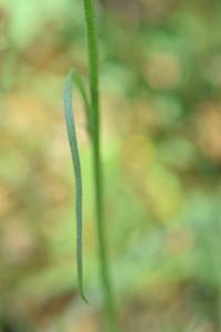 Catananche caerulea